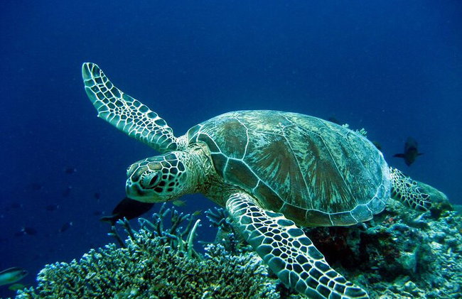 BUCEO: La exploración submarina de Kallithea - Foto 21