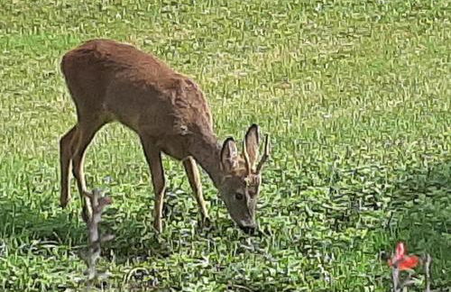 Chaleureuse Bergerie à Sarlat avec Wifi et Parking - FR-1-616-529 - Foto 17