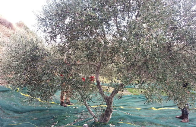 Petrinos Milos - Foto 41