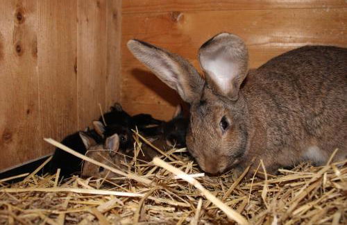 Ferienwohnung auf dem Bauernhof - Foto 21