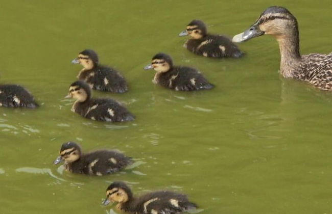 Gîtes Domaine de la Rochère - Foto 49
