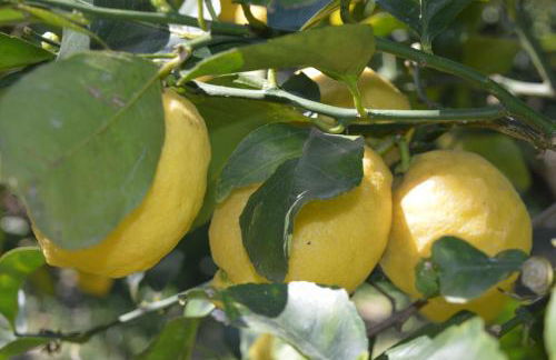 Mary's Country Villa - Villa in charming and amazing Sorrento Coast - Foto 25