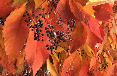 Dom Letniskowy na Kaszubach z podgrzewanym basenem - Foto 27