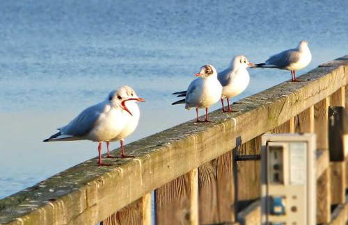 Bungalow mit Kamin in Ribnitz-Damgarten - Foto 17