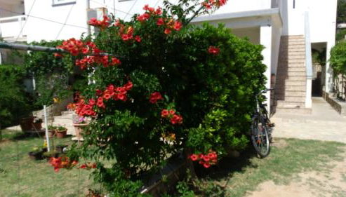 Apartments VESNA - Foto 2, Garden, Garden view
