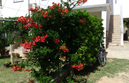 Apartments VESNA - Photo 2