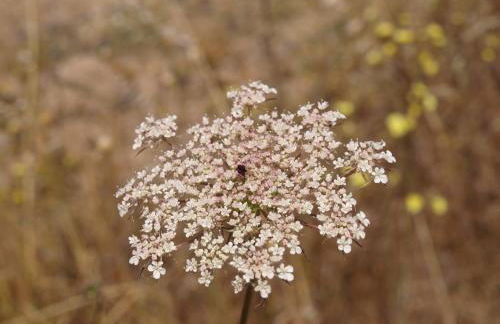 Herdade dos Montes Bastos - Foto 20