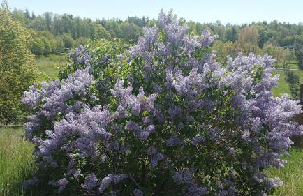 Zielenina Leśny Domek - Foto 35