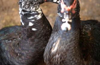 Turisme Rural Ca l,Anguila - Foto 47