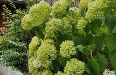 Gîte sainte Famille - Photo 19