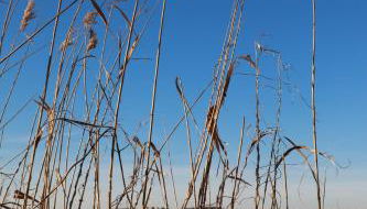 Ferienhaus Caputh - Foto 5