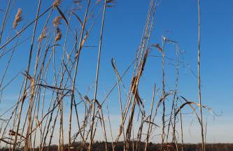 Ferienhaus Caputh - Foto 5