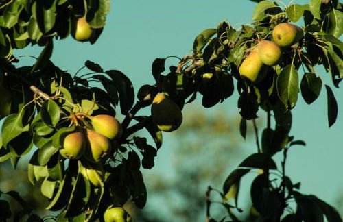 La Choza de Trasmulas - Foto 9