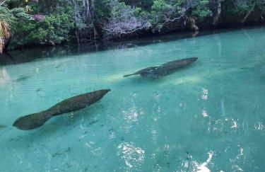 SaltwaterPool- GameRoom -Tropical Sunsets - Kayaks - Fishing - Foto 18