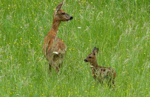 1 Bed in Inverkeithing 96221 - Foto 29