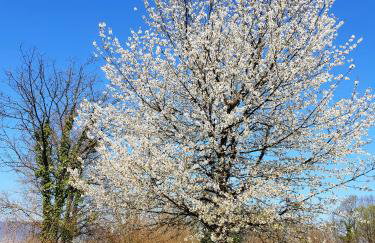 Vila Countryhouse Pijevci - Foto 75