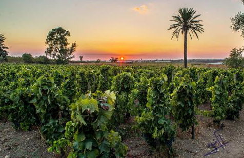 Baglio Occhipinti - Foto 66