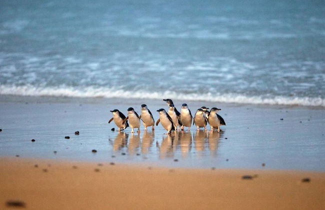 Complete Phillip Island Day Trip - Photo 7