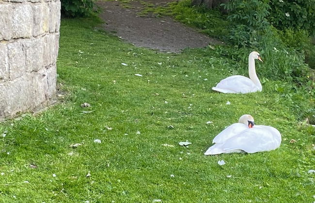 Apartment Near the Picturesque Llangollen Aqueduct - Photo 13