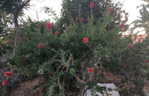 Casares Vacations - Foto 32