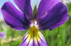 Charmant logis Gérardmer - Photo 34