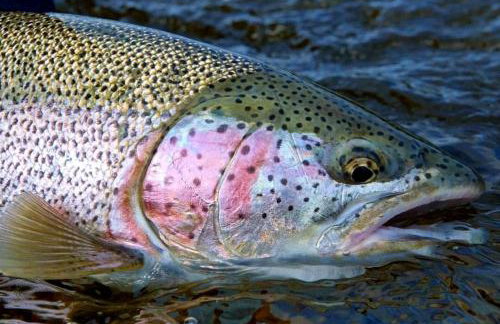 Riverfront Cabin Rental with All Meals Included inside Katmai National Park on the Alagnak Wild River, Alaska - Foto 21