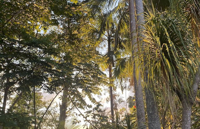 Nimbin Waterfall Retreat - Photo 41