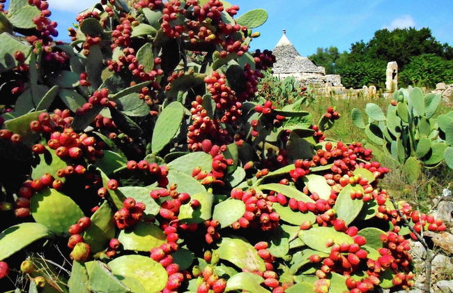 Typical Trullo with Conical Roof in Excellent Area near Sea - Foto 14