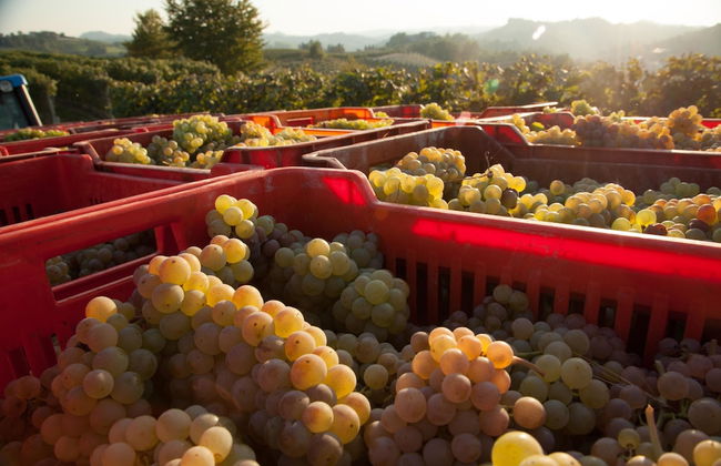 Villa Cornarea - Photo 39