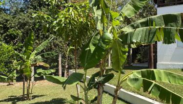 Beach Front Exclusive Villa with Pool - Foto 5, Garden, Garden view