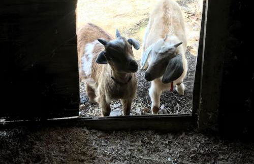 Petting Zoo! Hot Tub, 15 acres, stream & Romance! - Foto 39