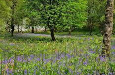 Pinetree Cottage, dog friendly, Holiday let, Callander Invertrossachs - Foto 12