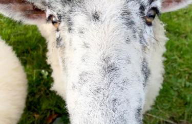 Coedmor Cottages - Foto 12