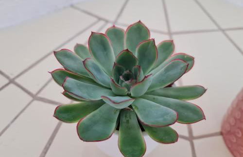 birds-nest Ferienwohnung Waldblick Kamin - Foto 8