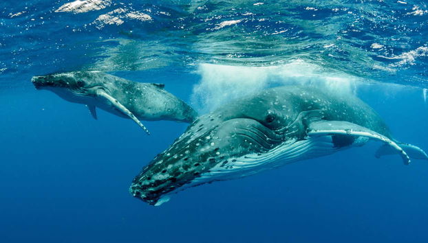 Whale Watching in Mo'orea - Foto 4