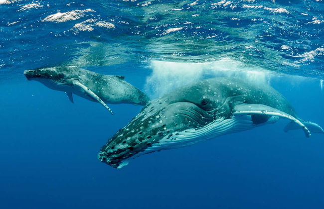 Whale Watching in Mo'orea - Foto 12