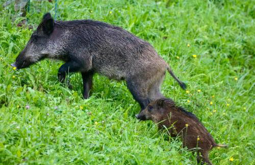 Caserío Ea - Foto 6