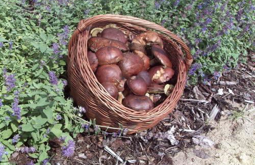 Ferienhaus _ Sonnenschein - Foto 8