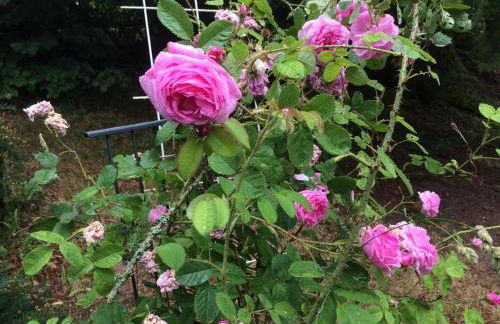 Ferienhaus-stadtkyll Beim Förster - Foto 29