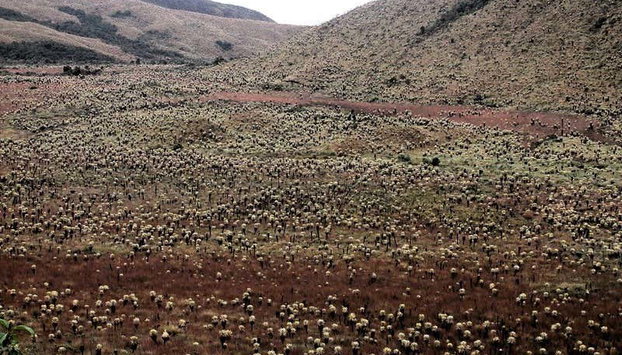 Senderismo por Guachucal y la laguna de La Bolsa - Foto 2, Pastos del volcán Cumbal