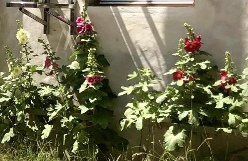 Ferienwohnung auf dem Land, Haus Hans Stepha - Foto 28