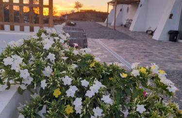 Natur Amêndoa - Photo 32