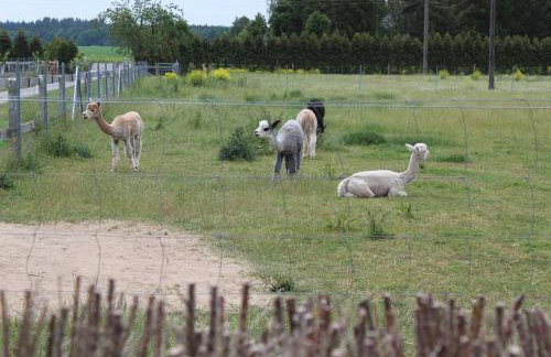 Ferienwohnung auf dem Alpaka-Hof - Foto 13