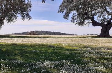 Casa das Rosas - Foto 36