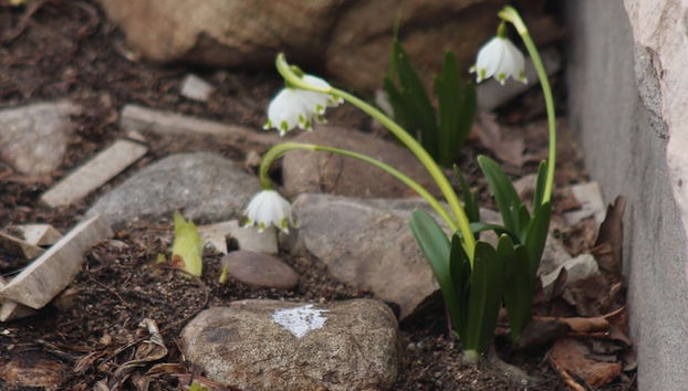 Entrada (vista interior)