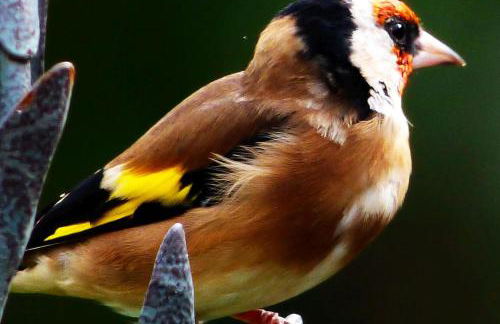 The Old Mill Cottage - Foto 75