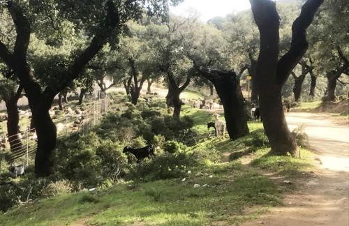 Penthouse mit privatem Jacuzzi in Marbella - La Mairena - Foto 33