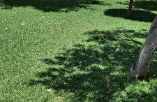 Olivar de Gines a un paso de Sevilla - Foto 49