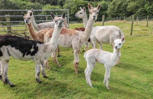 Primose Cottage - Foto 20