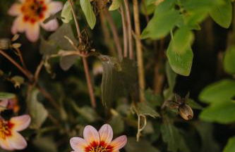 Haus Bergfrieden - Foto 55